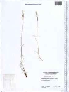 Festuca rubra L., Caucasus, Stavropol Krai, Karachay-Cherkessia & Kabardino-Balkaria (K1b) (Russia)