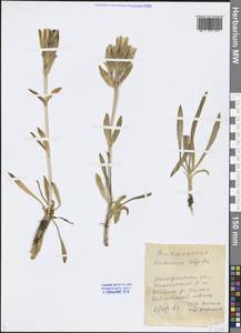 Gentiana algida Pall., Siberia, Chukotka & Kamchatka (S7) (Russia)