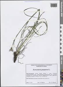 Scorzonera purpurea L., Siberia, Western Siberia (S1) (Russia)