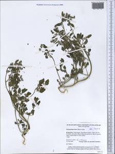 Chenopodium karoi (Murr) Aellen, Middle Asia, Western Tian Shan & Karatau (M3) (Kyrgyzstan)