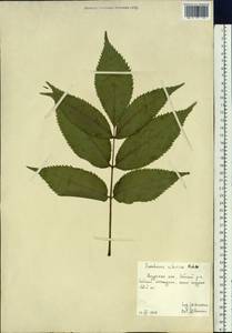 Sambucus sibirica Nakai, Siberia, Russian Far East (S6) (Russia)