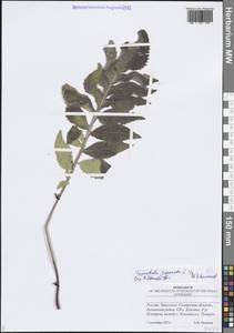 Serratula coronata L., Eastern Europe, Middle Volga region (E8) (Russia)