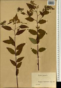 Spiraea japonica L. fil., South Asia, South Asia (Asia outside ex-Soviet states and Mongolia) (ASIA) (Russia)