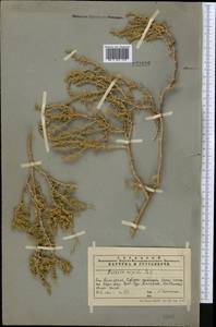 Nitrosalsola orientalis (S. G. Gmel.) Theodorova, Middle Asia, Western Tian Shan & Karatau (M3) (Kazakhstan)