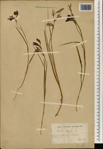 Gladiolus atroviolaceus Boiss., South Asia, South Asia (Asia outside ex-Soviet states and Mongolia) (ASIA) (Turkey)