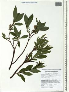 Salix lapponum × phylicifolia, Eastern Europe, Northern region (E1) (Russia)