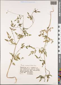 Torilis arvensis (Huds.) Link, Middle Asia, Pamir & Pamiro-Alai (M2) (Tajikistan)