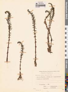Hippuris vulgaris L., Siberia, Chukotka & Kamchatka (S7) (Russia)