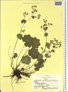 Alchemilla ventiana V. N. Tikhom., Eastern Europe, Middle Volga region (E8) (Russia)