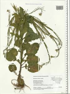 Barbarea stricta Andrz., Eastern Europe, Central region (E4) (Russia)