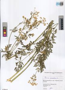 Conium maculatum L., Siberia, Altai & Sayany Mountains (S2) (Russia)