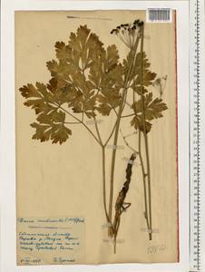 Physospermum cornubiense (L.) DC., Eastern Europe, South Ukrainian region (E12) (Ukraine)