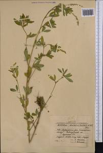 Melilotus dentatus (Waldst. & Kit.)Pers., Middle Asia, Northern & Central Kazakhstan (M10) (Kazakhstan)