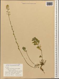 Alyssum trichostachyum Rupr., Caucasus, North Ossetia, Ingushetia & Chechnya (K1c) (Russia)