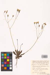 Crepis sancta subsp. sancta, Eastern Europe, Lower Volga region (E9) (Russia)