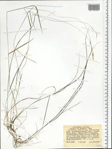 Schizachne purpurascens subsp. callosa (Turcz. ex Griseb.) T.Koyama & Kawano, Siberia, Russian Far East (S6) (Russia)