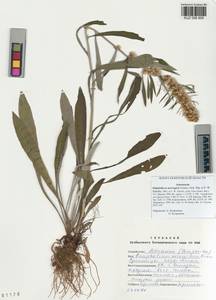 Omalotheca norvegica (Gunnerus) Sch. Bip. & F. W. Schultz, Siberia, Altai & Sayany Mountains (S2) (Russia)