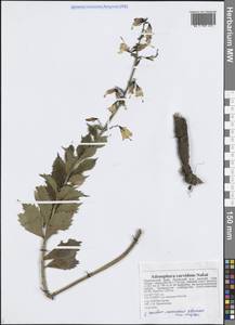 Adenophora pereskiifolia (Fisch. ex Schult.) G.Don, Siberia, Russian Far East (S6) (Russia)