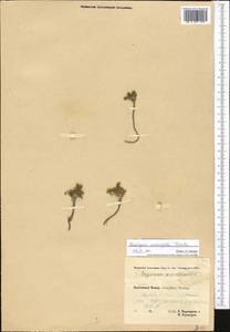 Chorispora macropoda Trautv., Middle Asia, Pamir & Pamiro-Alai (M2) (Tajikistan)