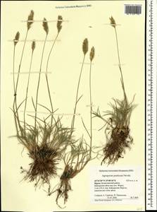 Agropyron cristatum (L.) Gaertn., Crimea (KRYM) (Russia)