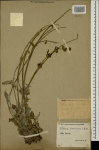 Salvia canescens C.A.Mey., Caucasus, Stavropol Krai, Karachay-Cherkessia & Kabardino-Balkaria (K1b) (Russia)