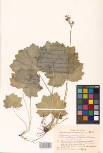 Primula jesoana Miq., South Asia, South Asia (Asia outside ex-Soviet states and Mongolia) (ASIA) (Japan)