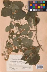 Clematis vitalba L., Eastern Europe, West Ukrainian region (E13) (Ukraine)