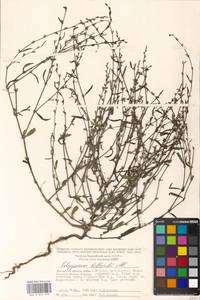 Polygonum bellardii All., Eastern Europe, Moscow region (E4a) (Russia)