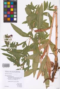 Epilobium hirsutum L., Eastern Europe, Central region (E4) (Russia)