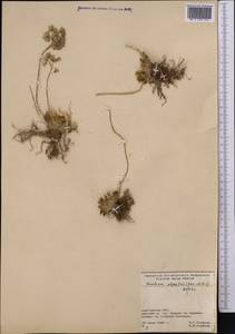 Rosularia alpestris (Kar. & Kir.) Boriss., Middle Asia, Northern & Central Tian Shan (M4) (Kyrgyzstan)