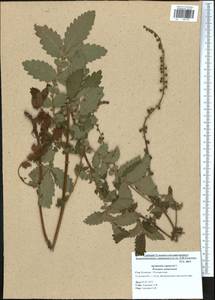 Agrimonia eupatoria L., Eastern Europe, Central region (E4) (Russia)