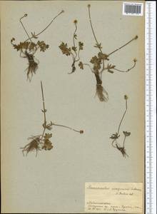 Ranunculus songoricus Schrenk, Middle Asia, Pamir & Pamiro-Alai (M2) (Tajikistan)