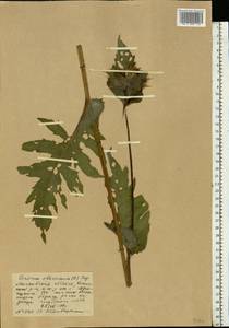 Cirsium oleraceum (L.) Scop., Eastern Europe, Moscow region (E4a) (Russia)