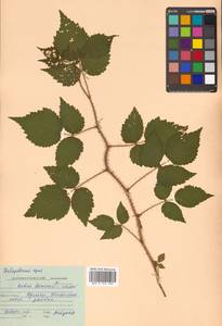 Rubus idaeus subsp. melanolasius Focke, Siberia, Russian Far East (S6) (Russia)