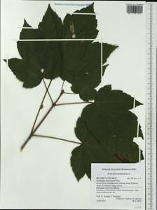 Acer pseudoplatanus L., Western Europe (EUR) (Germany)