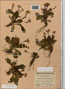 Primula vulgaris Huds., Caucasus, Abkhazia (K4a) (Abkhazia)