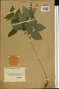 Lathyrus vernus (L.) Bernh., Eastern Europe, Central forest-and-steppe region (E6) (Russia)