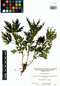 Urtica cannabina L., Siberia, Baikal & Transbaikal region (S4) (Russia)