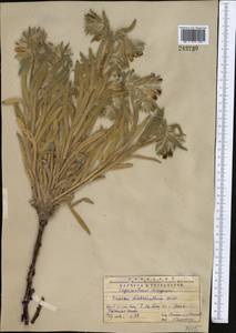 Onosma dichroantha Boiss., Middle Asia, Western Tian Shan & Karatau (M3) (Kazakhstan)
