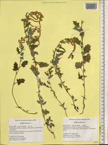 Atriplex tatarica L., Eastern Europe, Eastern region (E10) (Russia)