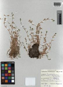 KUZ 004 355, Dichodon cerastoides (L.) Rchb., Siberia, Altai & Sayany Mountains (S2) (Russia)