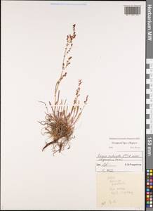 Rumex acetosella L., Eastern Europe, Northern region (E1) (Russia)