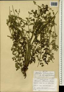 Echinophora sibthorpiana Guss., South Asia, South Asia (Asia outside ex-Soviet states and Mongolia) (ASIA) (Turkey)