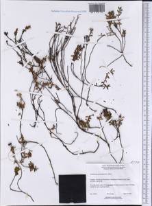 Kalmia procumbens (L.) Gift, Kron & P. F. Stevens, America (AMER) (Canada)