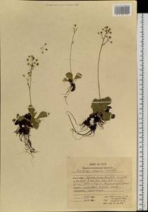 Micranthes calycina (Sternb.) Gornall & H.Ohba, Siberia, Chukotka & Kamchatka (S7) (Russia)