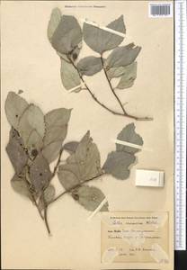 Celtis caucasica Willd., Middle Asia, Pamir & Pamiro-Alai (M2) (Uzbekistan)