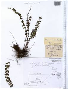 Asplenium monanthes L., Africa (AFR) (Ethiopia)