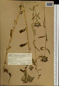 Dianthus barbatus L., Siberia, Russian Far East (S6) (Russia)