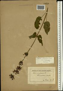 Salvia dumetorum Andrz. ex Besser, Eastern Europe, Middle Volga region (E8) (Russia)