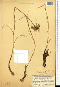 Allium pseudoflavum Vved., Caucasus, Armenia (K5) (Armenia)